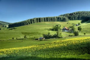 Kosmetyczne olejki w praktyce